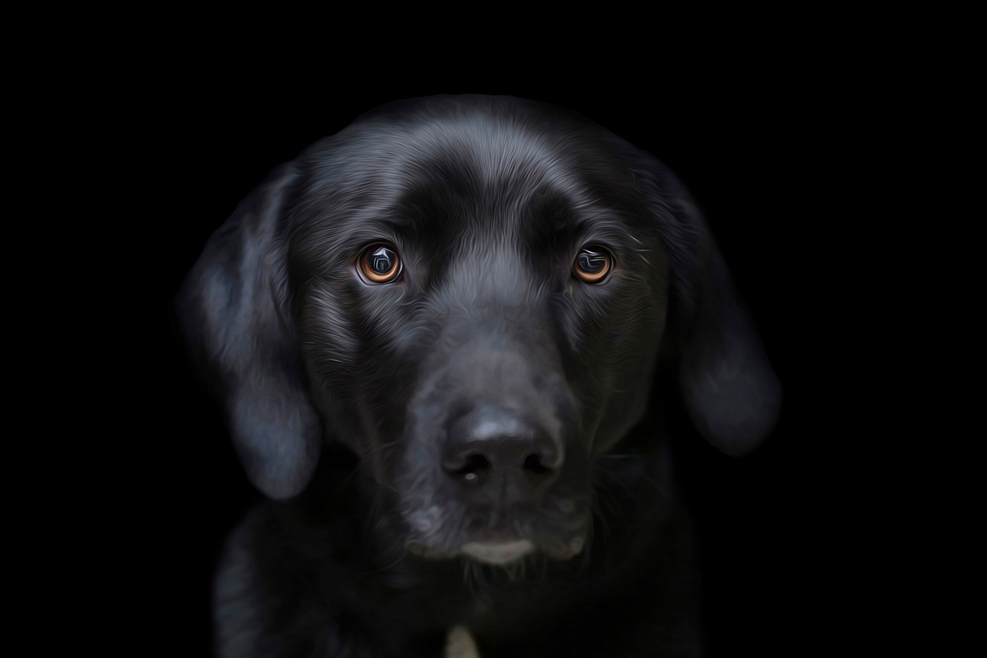 Black lab puppy headshot with black background during professional photography session at Moments By T Franklin Tennessee