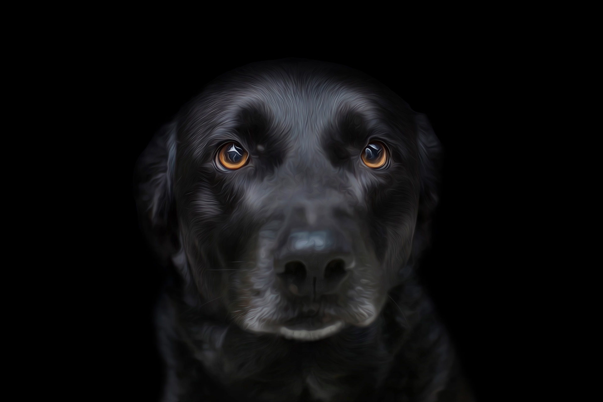 Adult black lab headshot with a black background during professional photography session at Moments By T Franklin Tennessee