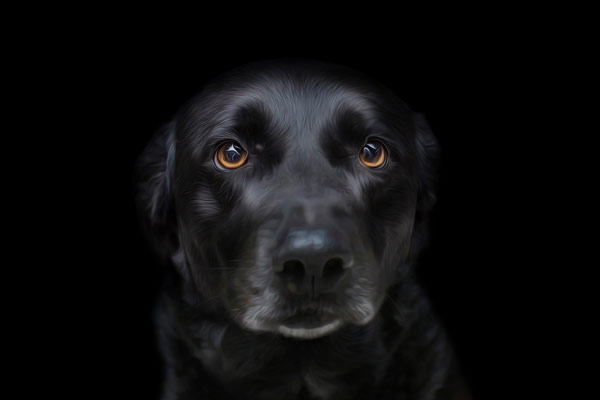 Black Lab Headshots | Pet Photographer Franklin TN | Dog Portrait Photography | Moments By T