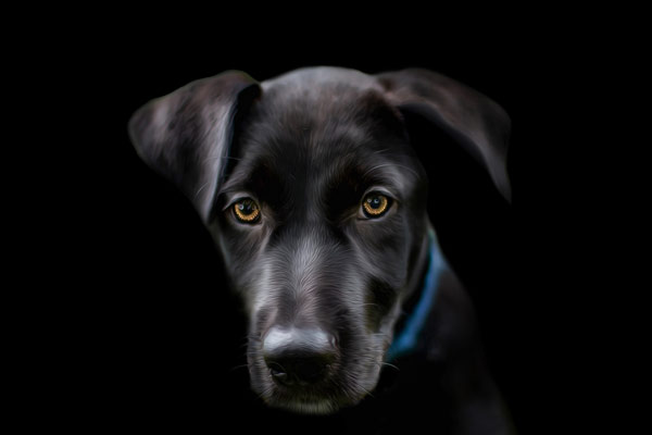Black Lab Headshots | Pet Photographer Franklin TN | Dog Portrait Photography | Moments By T