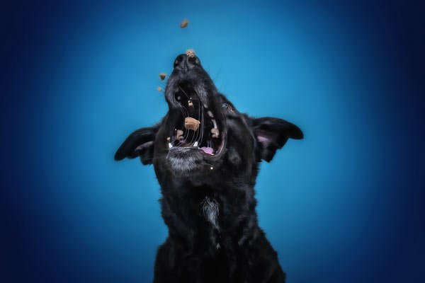 Black lab catching treats in his mouth in Franklin TN | Moments By T Pet Photography