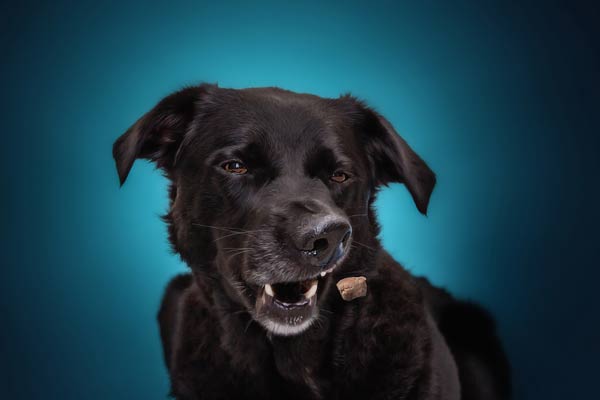 Black Lab Catching Treats | Photographer in Franklin | Moments By T Pet Photography