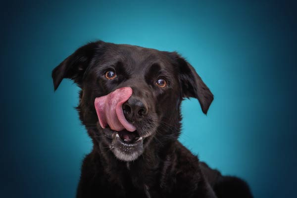 Black Lab Dog Photography in Franklin TN | Moments By T Pet Photography