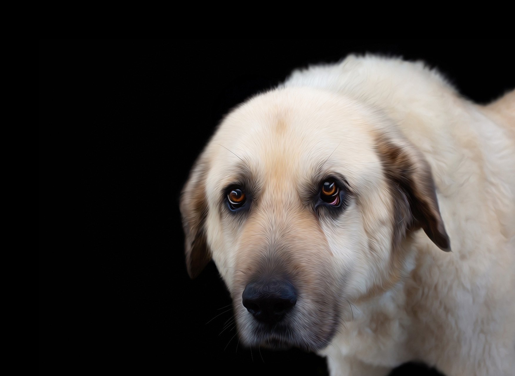 Great Pyrenees headshot with black background during professional photography session at Moments By T Franklin Tennessee