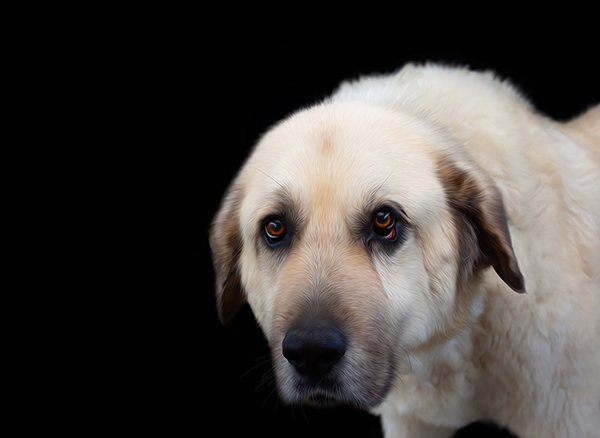 Great Pyrenees Photography in Franklin TN | Moments By T Pet Photography