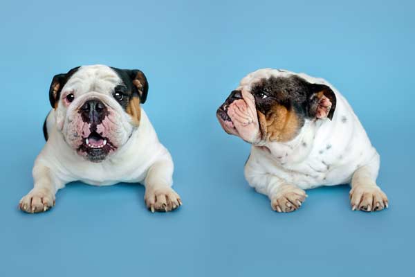 Alice & Zoe - English Bulldog Photography Franklin TN | Moments By T Pet Portraits