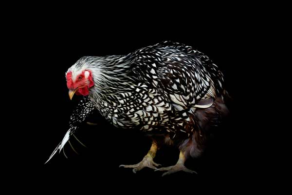 Aubrey the Silver Laced Wyandotte Hen | Farm Animal Fine Art Franklin TN | Moments By T