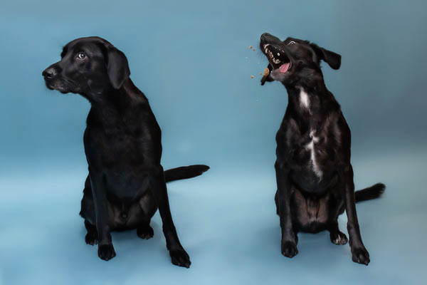 Two Goofy Dogs | Dog Photography in Franklin TN | Moments By T Pet Photography