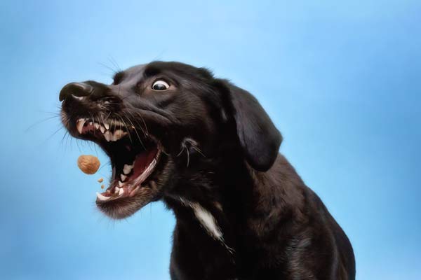 Black Lab Puppy Pet Photography in Franklin TN | Moments By T Pet Photography