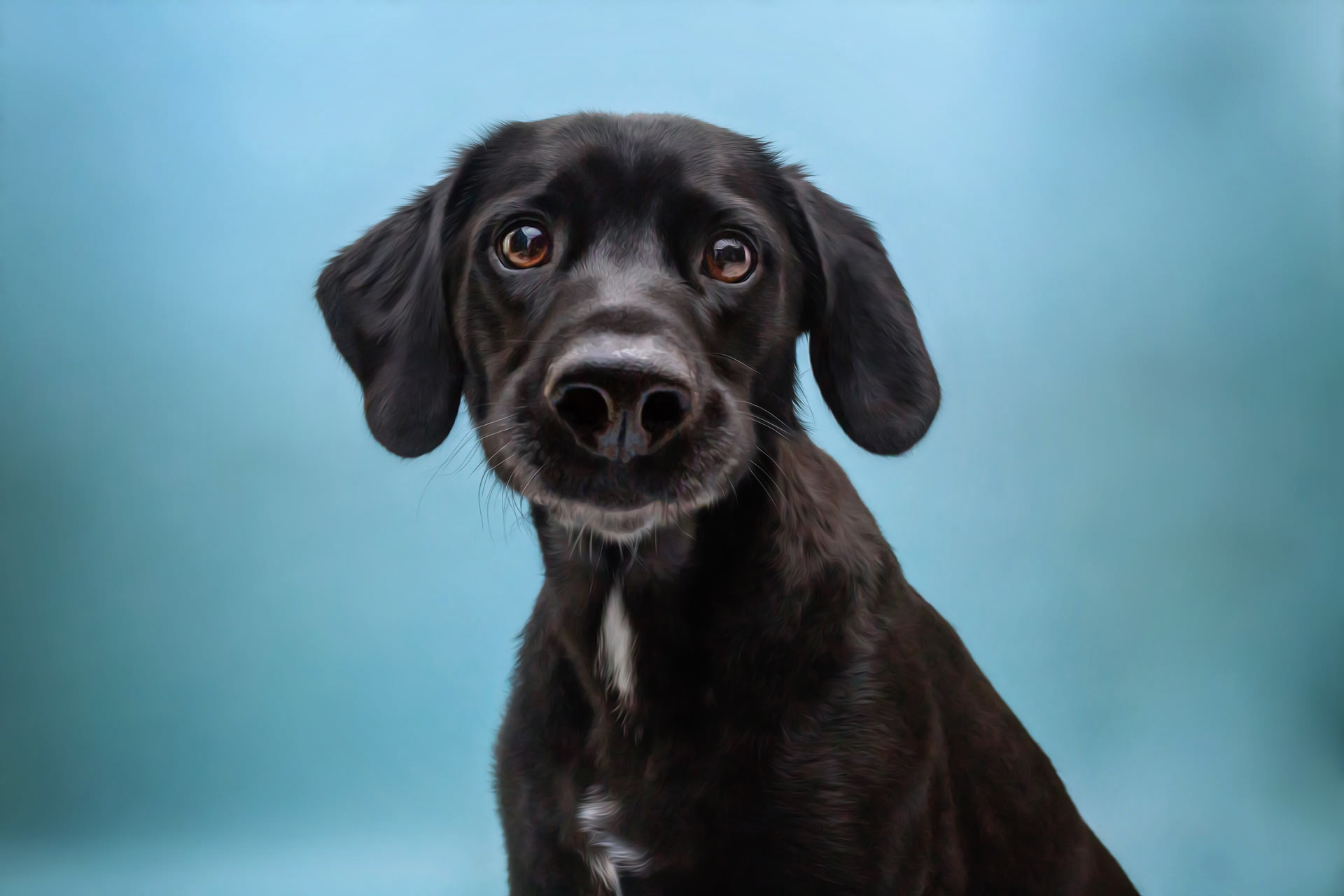 Black lab puppy with large nose staring at the camera during professional photography session at Moments By T Franklin Tennessee