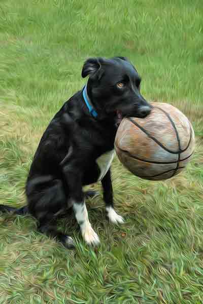 Black Lab with Basketball in Mouth | Dog Photography in Franklin TN | Moments By T Pet Photography