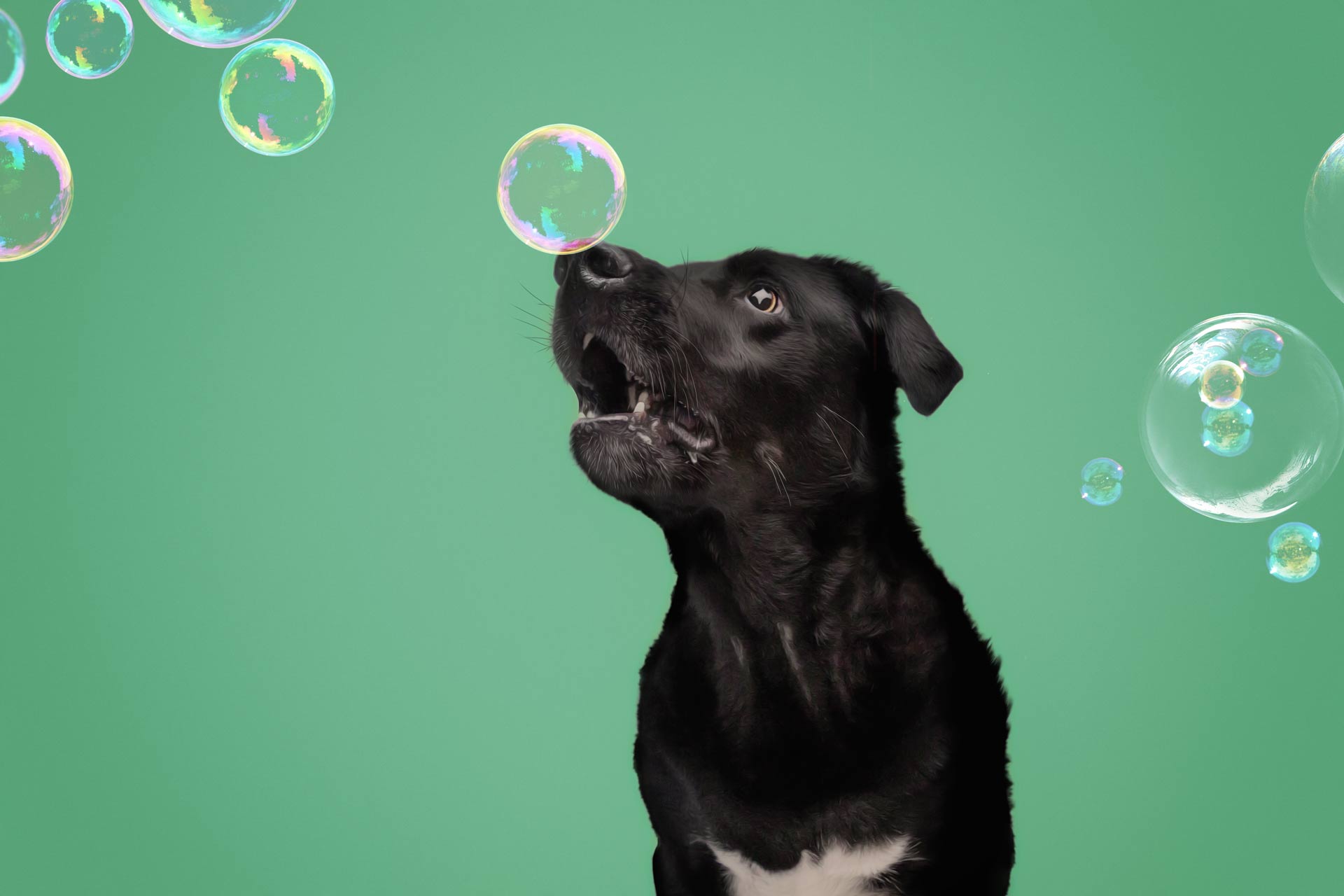 Adult Black lab catching bubbles in his mouth with green background during professional photography session at Moments By T Franklin Tennessee