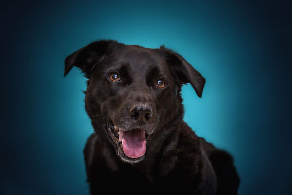 Black lab with happy smile | Dog Photography in Franklin TN | Moments By T Pet Photography