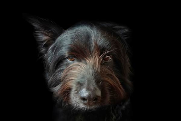 Pet Legacy Photographer Franklin TN | Dog Portrait Photography | Moments By T