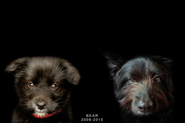 Pet Legacy Photography in Franklin TN | Dog Portrait Photography | Moments By T