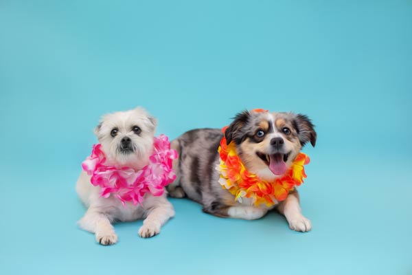 Hawaiian Dog Photography in Franklin TN | Moments By T Pet Photography