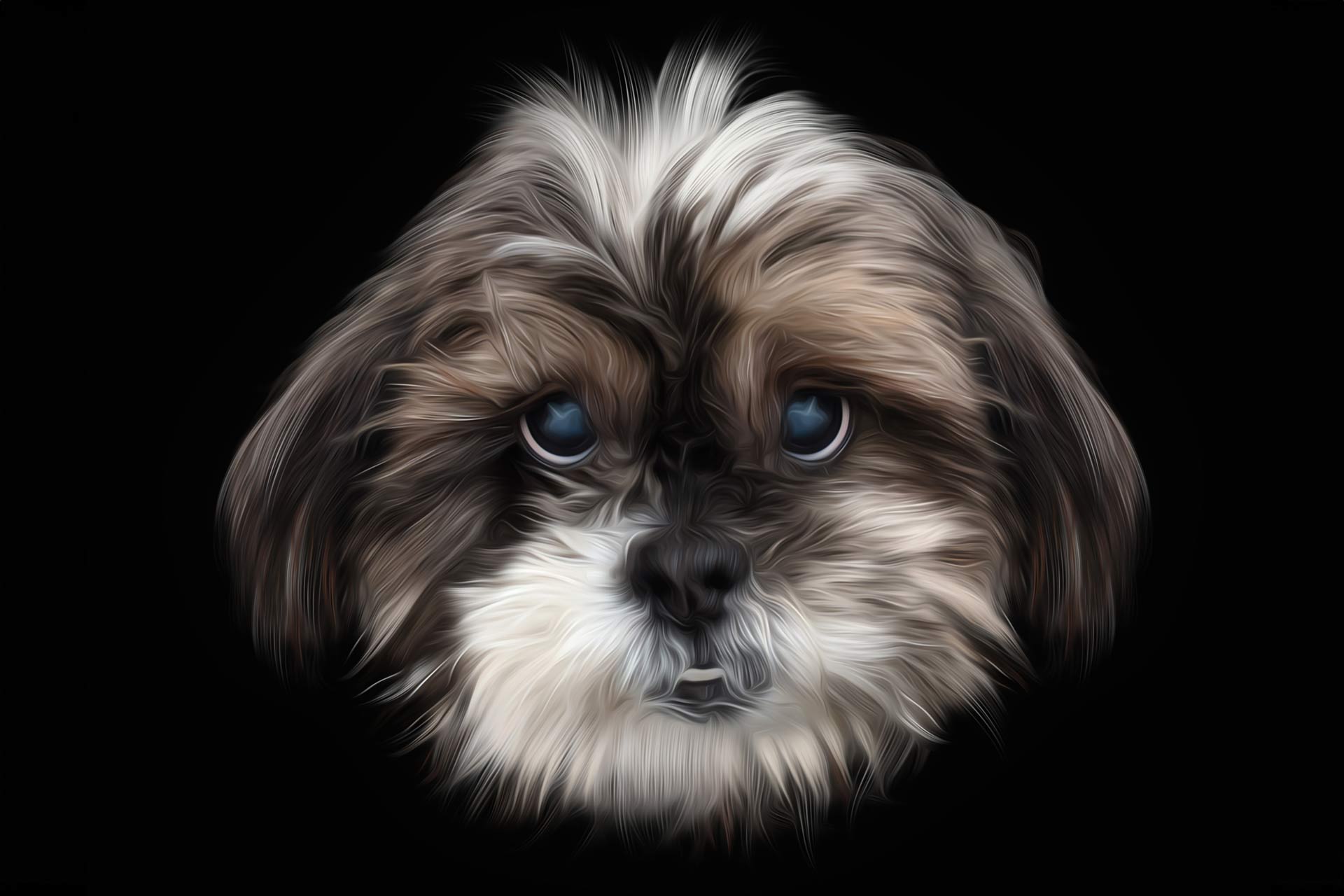 Adult Shi-Tzu headshot with black background during professional photography session at Moments By T Franklin Tennessee