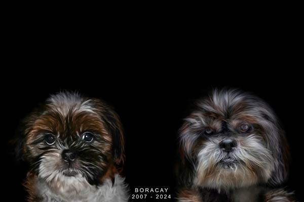 Shit-tzu Legacy Pet Photographer Franklin TN | Dog Portrait Photography | Moments By T