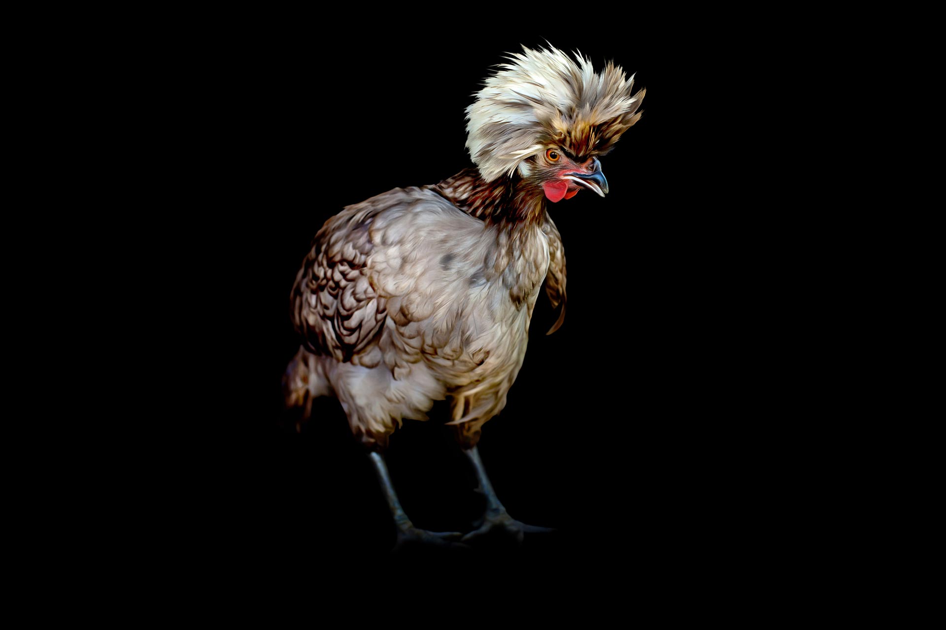 White Crested Blue Polish Hen with a black background during professional Equine photography session at Moments By T Franklin Tennessee