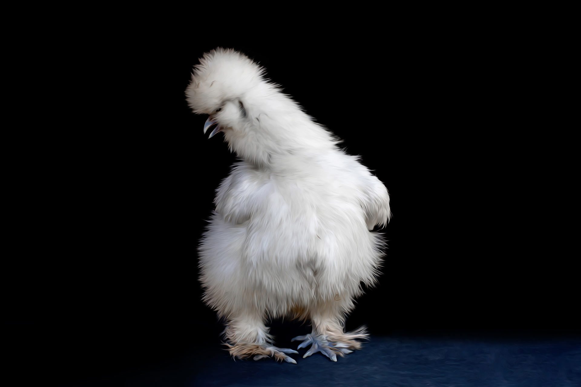 White Silken hen with a black background bending over during a portrait photography session in Franklin Tennessee by Moments By T professional farm animal photographer