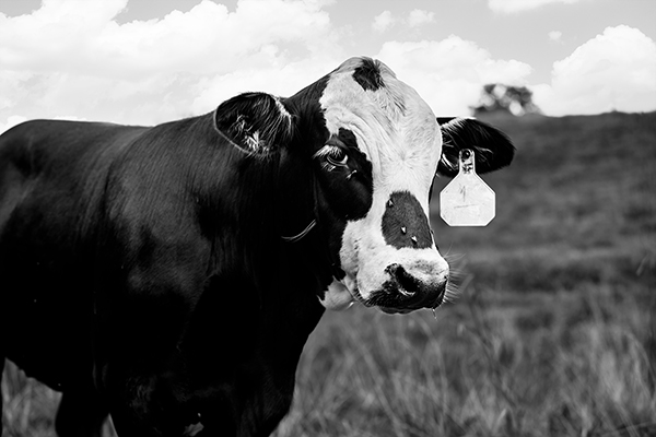 Pet Photographer Franklin TN | Cow and Farm Portrait Photography | Moments By T