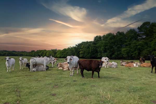 Farm and Cow Photographer Franklin TN | Cow Portrait Photography | Moments By T