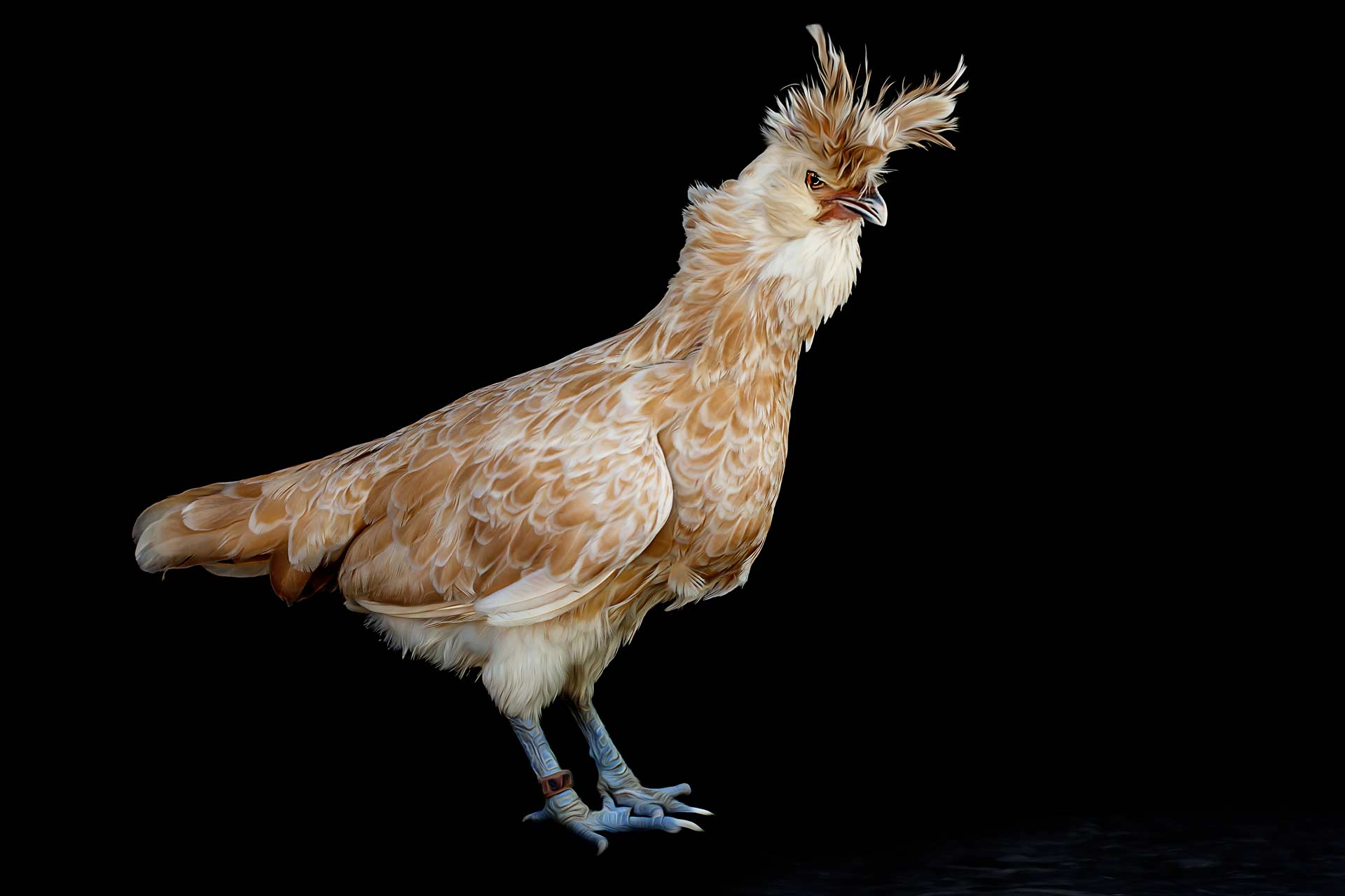 Buff Laced Polish Hen with black background bending over during a portrait photography session in Franklin Tennessee by Moments By T professional farm animal photographer