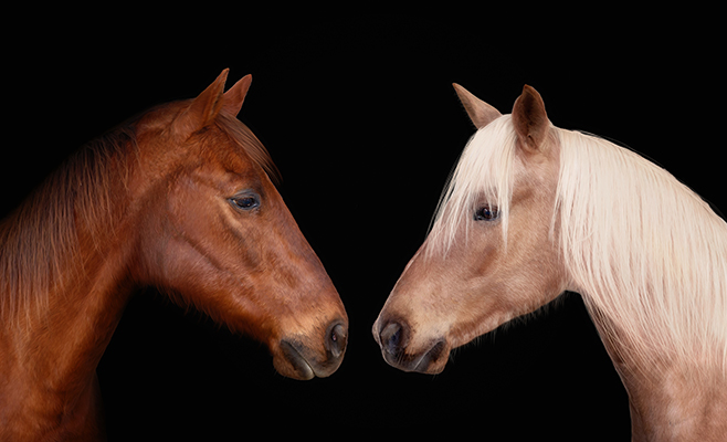 Horse Headshots | Equine Photographer Franklin TN | Horse Portrait Photography | Moments By T