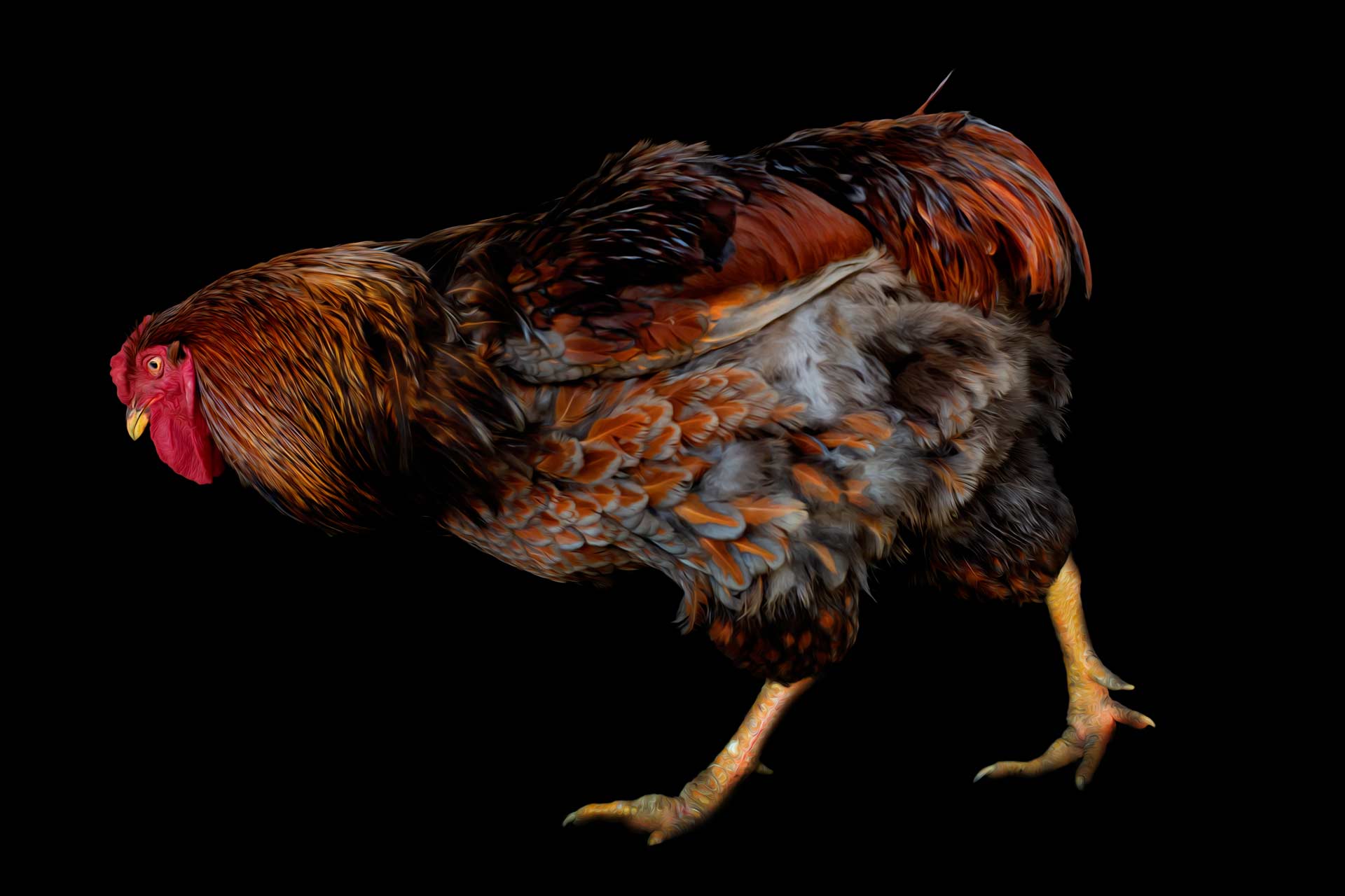 Blue Laced Red Wyandotte Rooster with a black background bending over during a portrait photography session in Franklin Tennessee by Moments By T professional farm animal photographer