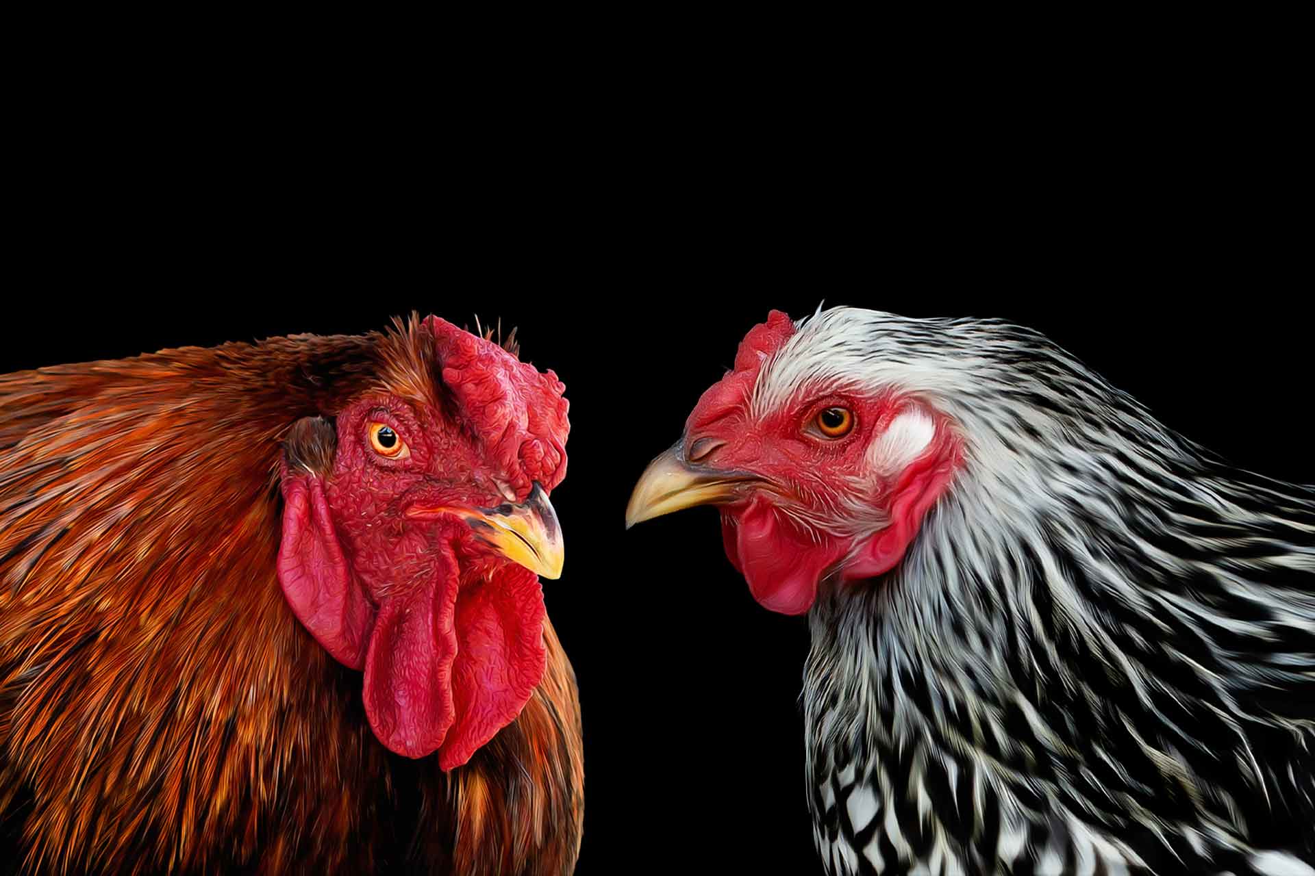 Wyandotte Rooster and Hen with a black background facing each other during a portrait photography session in Franklin Tennessee by Moments By T professional farm animal photographer