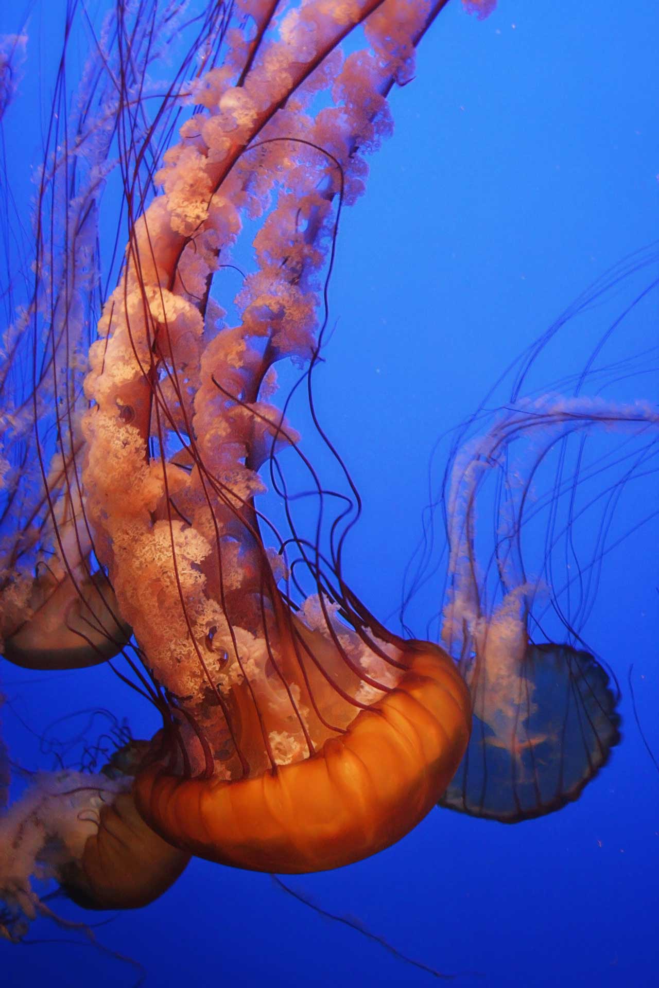 Colorful jellyfish in an aquarium during professional photography session at Moments By T Franklin Tennessee