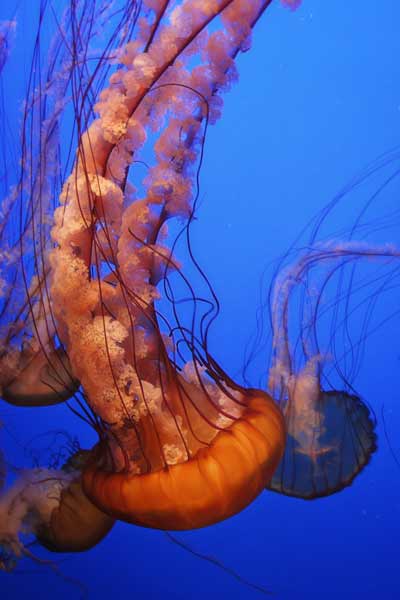 Marine Photographer Franklin TN | Jellyfish Aquarium Portrait Photography | Moments By T