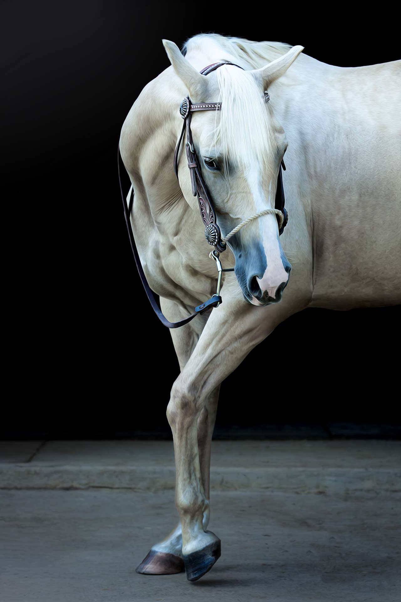 White horse posing during professional Equine photography session at Moments By T Franklin Tennessee