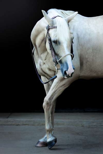 White Horse in Franklin TN | Equine Portrait Photography | Moments By T