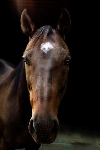 Dark Brown Horse Headshots in Franklin TN | Equine Portrait Photography | Moments By T