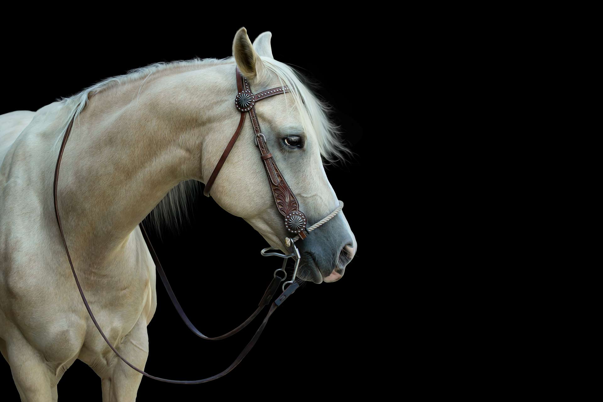 Blonde horse side profile headshot with black background during professional Equine photography session at Moments By T Franklin Tennessee
