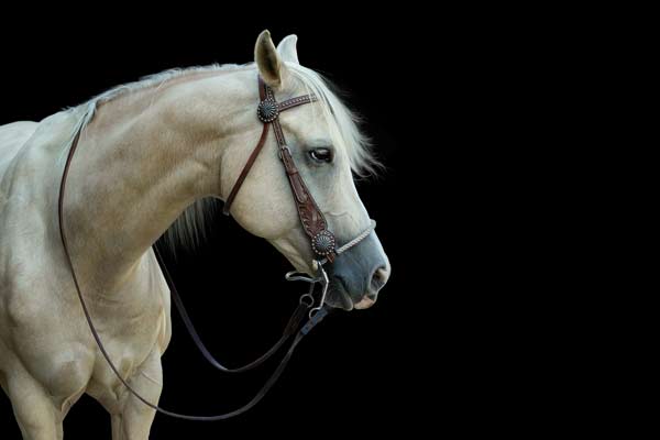 Professional Horse Photographer Franklin TN | Equine Portrait Photography | Moments By T
