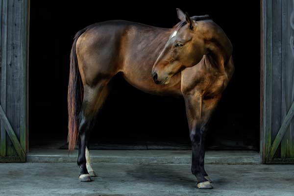 Equine Photographer Franklin TN | Moments By T