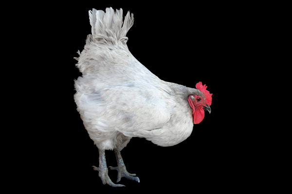Lady Di the Lavender Orpington Hen | Farm Animal Fine Art Franklin TN | Moments By T