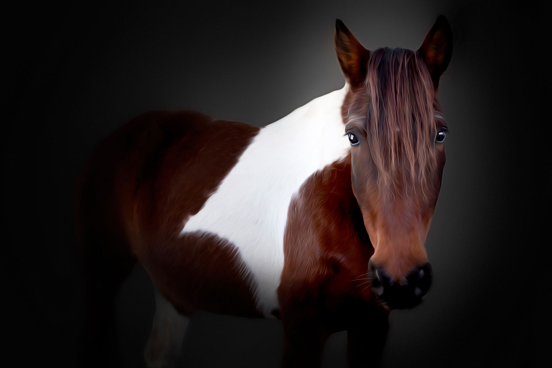 Brown and white paint horse with a black background bending over during a portrait photography session in Franklin Tennessee by Moments By T professional farm animal photographer