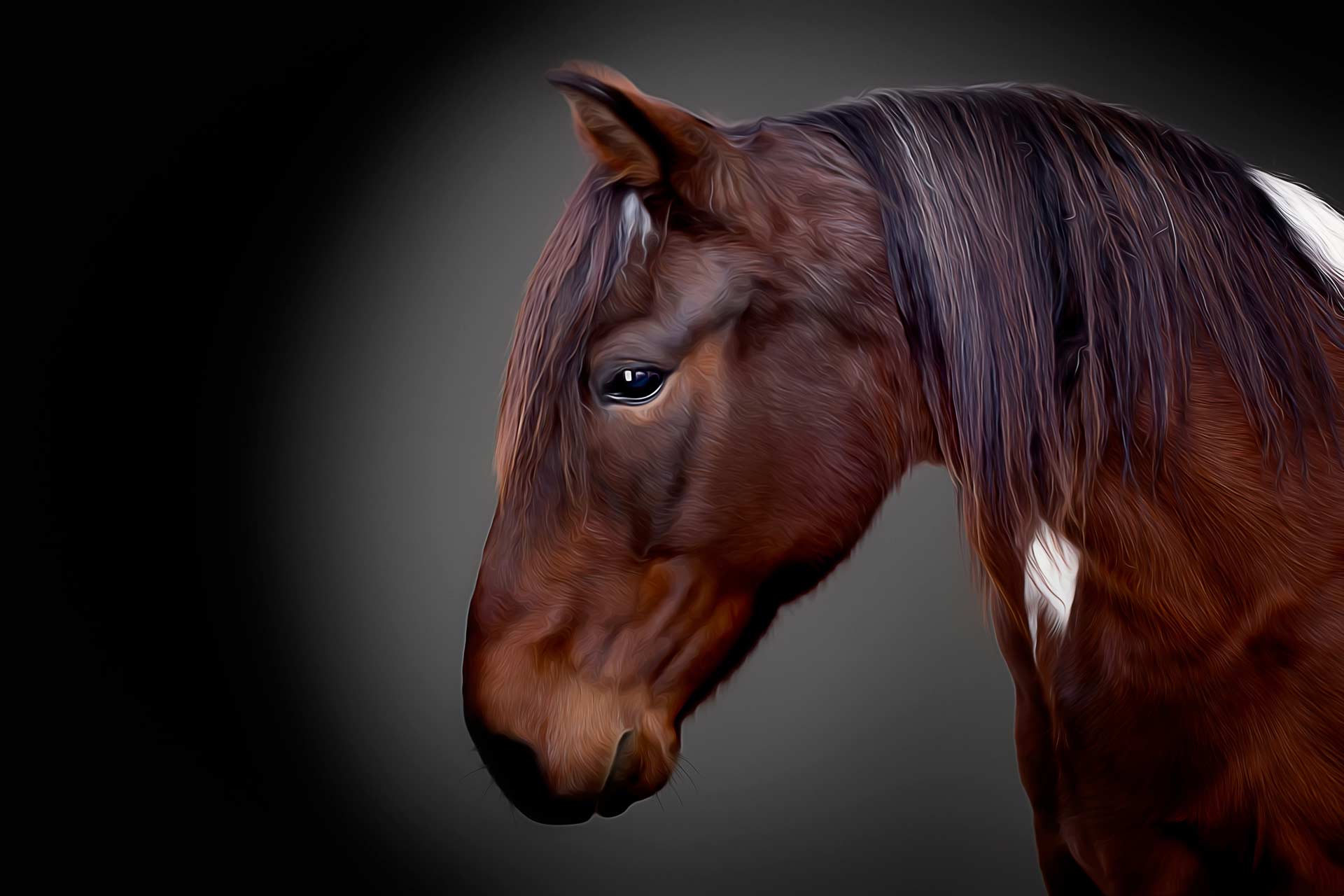 Beautiful horse close-up portrait professional equine photography