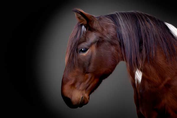 Equine Photographer Franklin TN | Equestrian Portrait Photography | Moments By T
