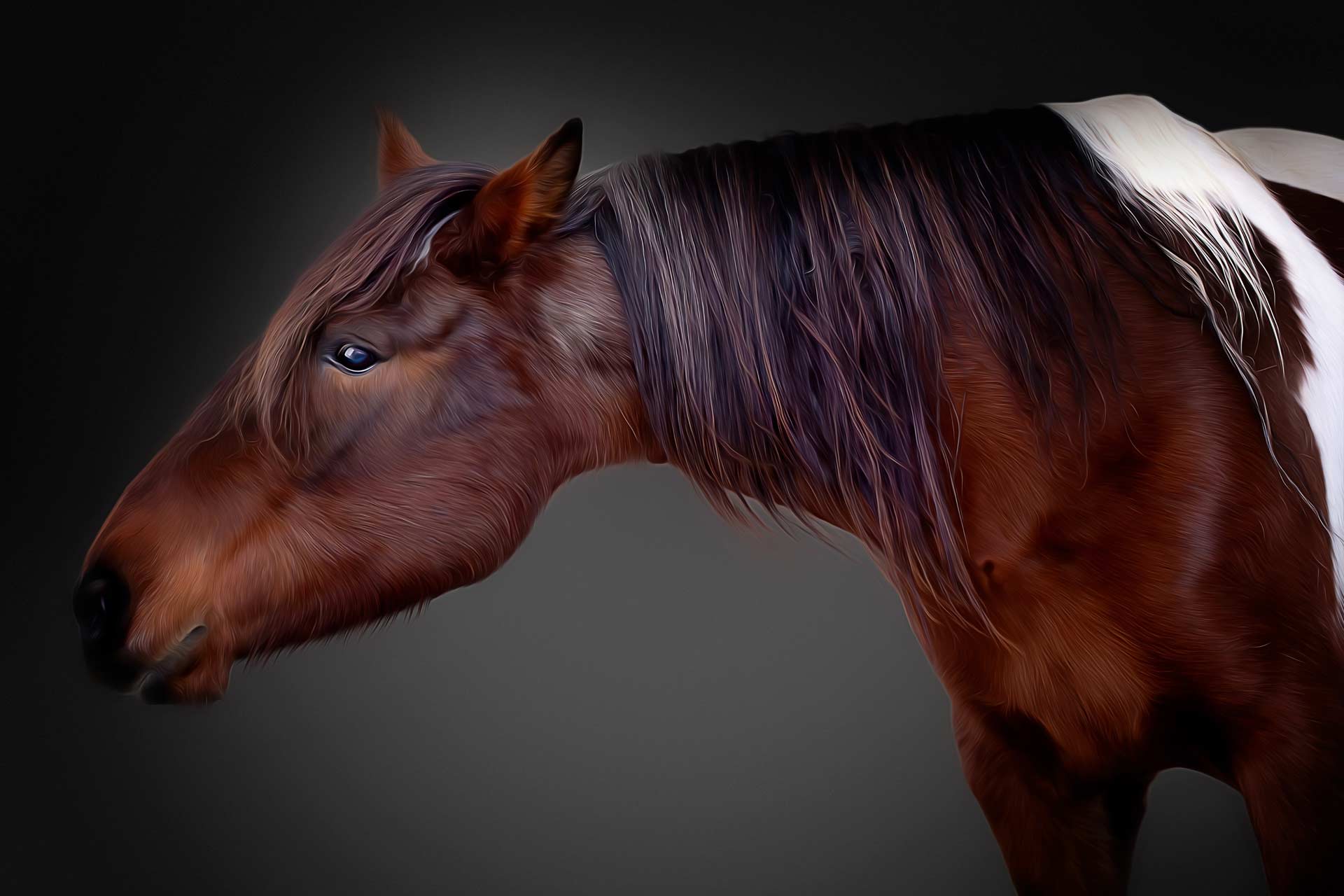 Equestrian portrait showing horse’s personality professional photographer