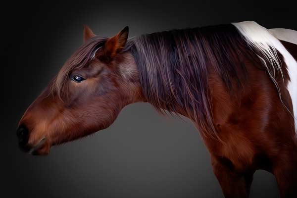Horse Photographer Franklin TN | Equestrian Portrait Photography | Moments By T