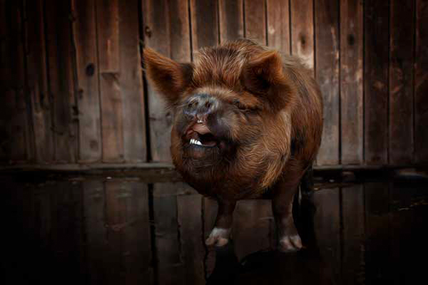 Midge the KuneKune Pig | Farm Animal Photography Franklin TN | Moments By T
