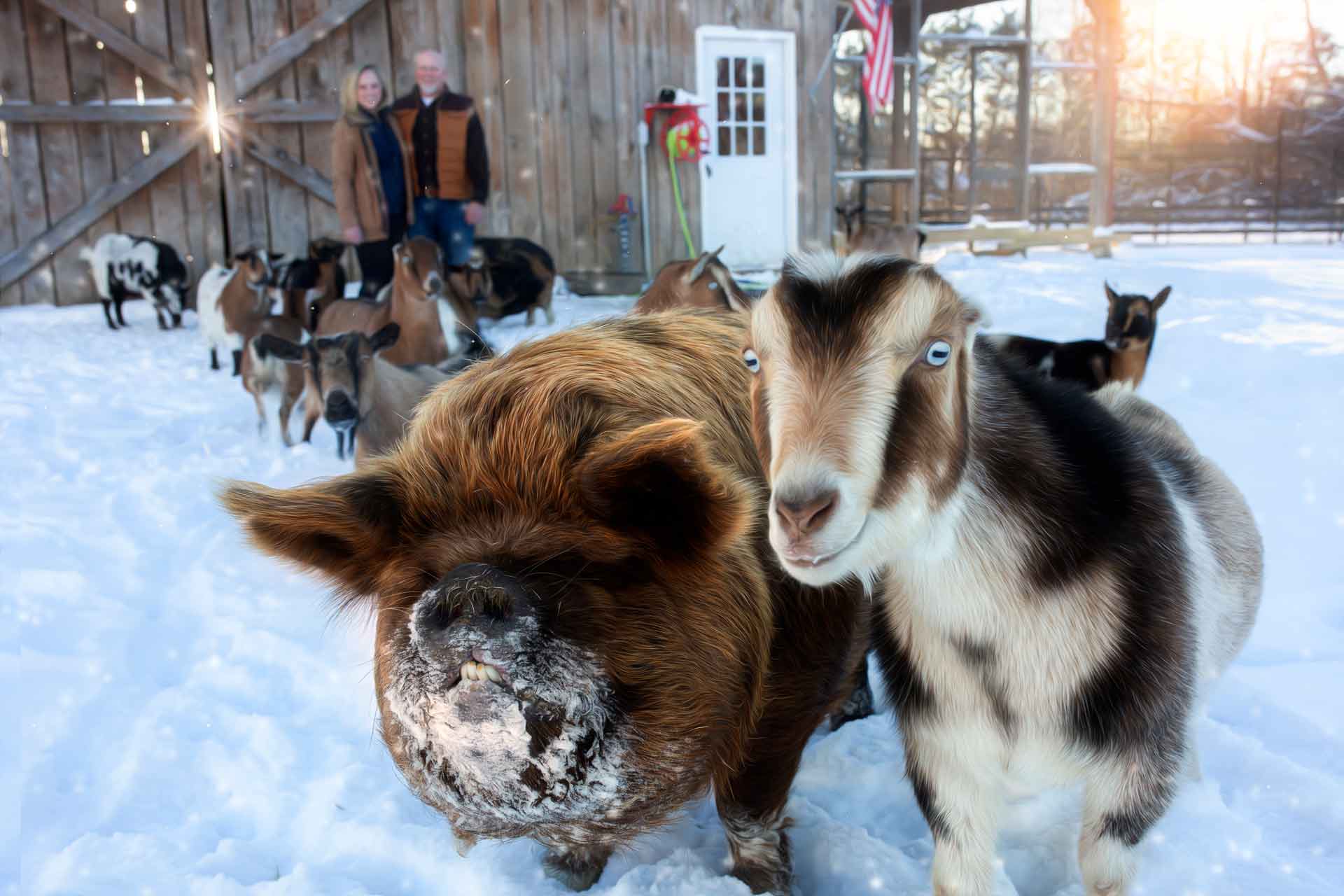 Couples standing in front of their barn in the snow surrounded by their farm animals during professional photography session at Moments By T Franklin Tennessee