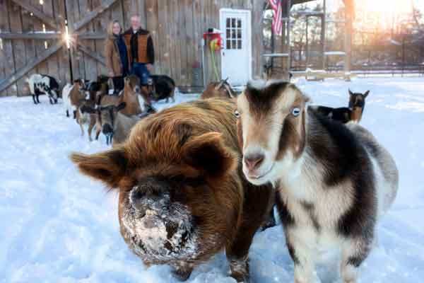 Farm Family Photographer Franklin TN | Goat and Pig Portrait Photography | Moments By T