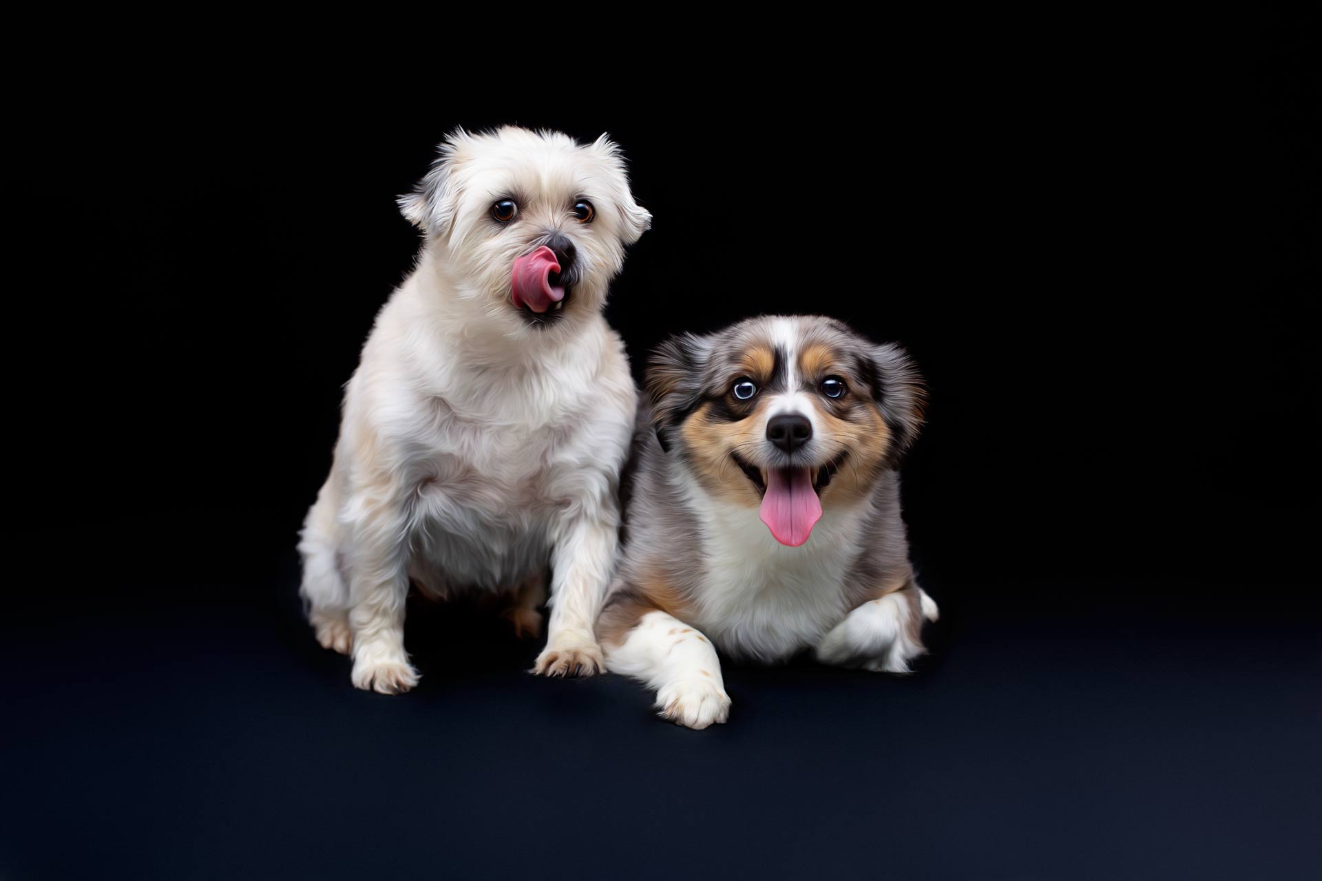 Two dogs with happy face expressions with black background during professional photography session at Moments By T Franklin Tennessee