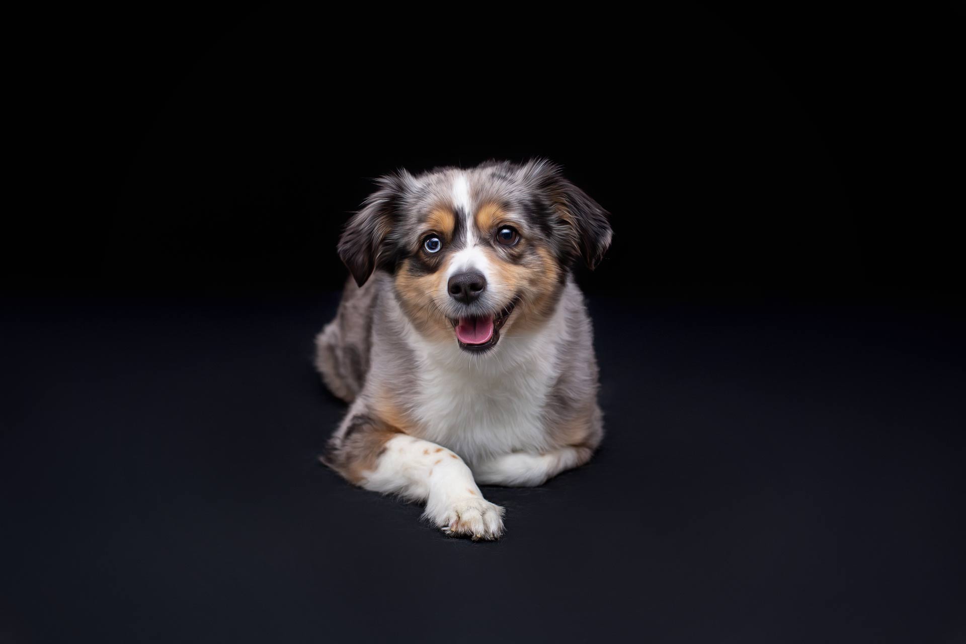 Dog Photography Studio in Franklin TN | Moments By T Pet Photography