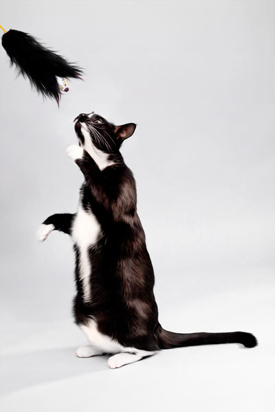 Cat and Mouse | Cat Portrait Photography Franklin TN | Moments By T Pet Photography